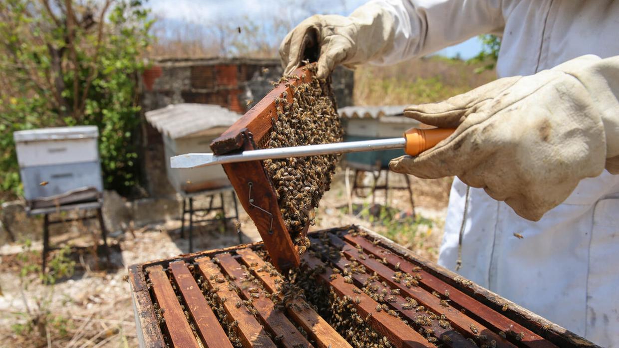 Produção de mel de abelha em Maranguape, na Grande Fortaleza